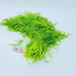 Dill